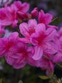 Rhododendron Rosa Seamling-1 Azalia